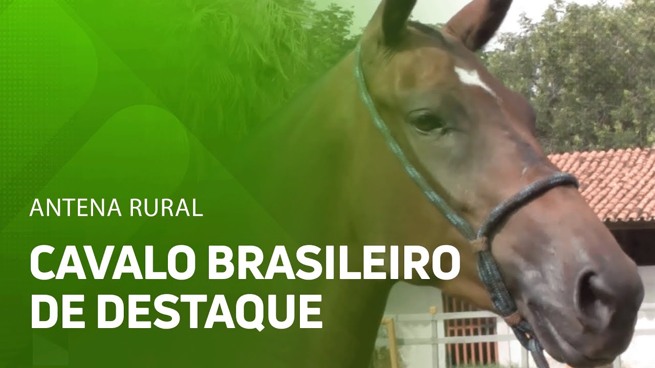 Cavalo típico brasileiro é destaque na lida do campo e no adestramento