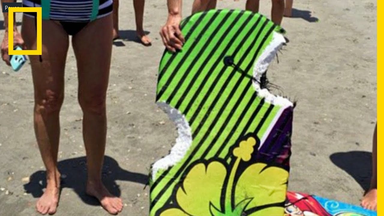 Les attaques de requins li&eacute;es &agrave; la m&eacute;t&eacute;o et au climat ?