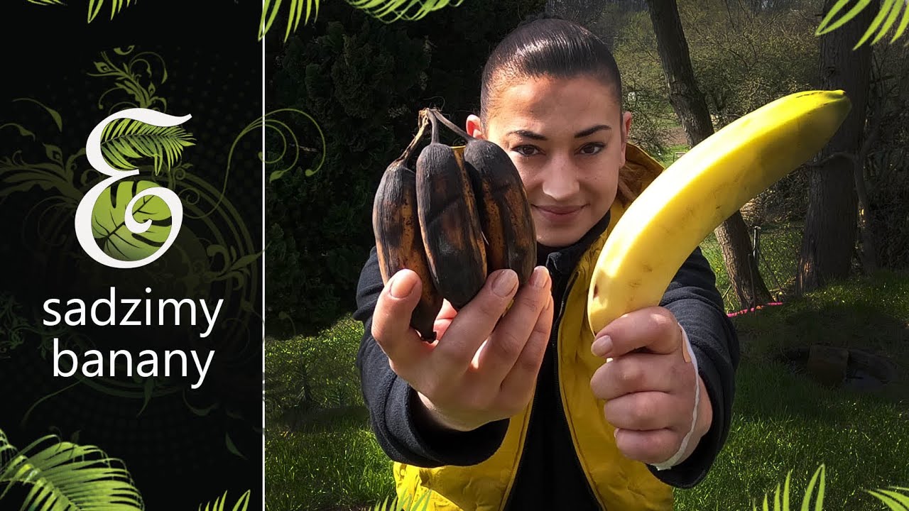 Posadź banana z marketu, a wyhodujesz bananowca. Uprawa bananów z nasion i dezynfekcja ziemi.