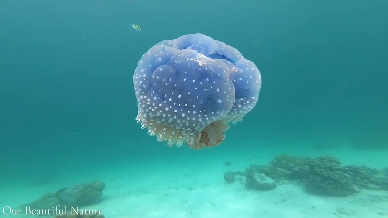 UNDERWATER LANDSCAPE