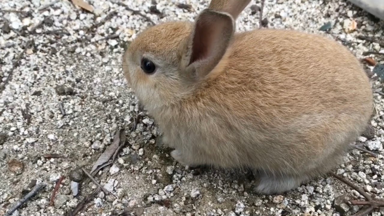 What's on this clingy baby bunny's mind? It just won't leave my side!