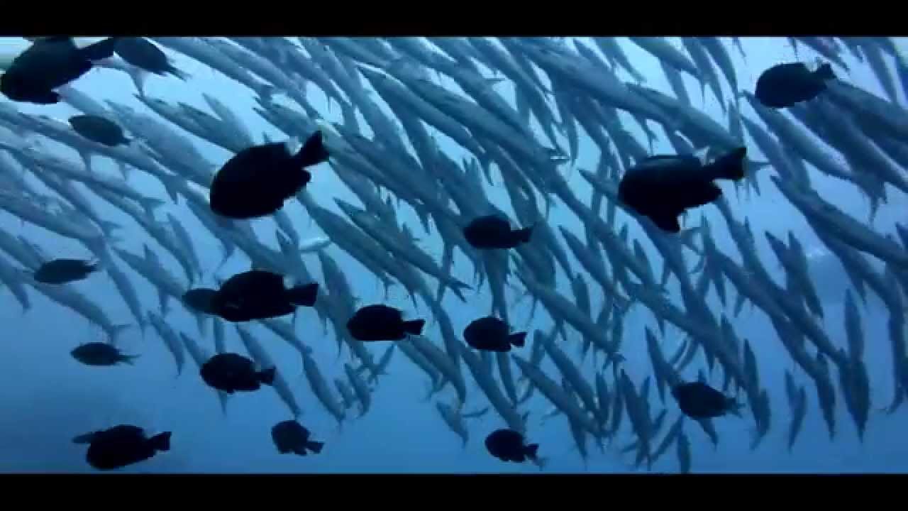 Just In Water : Diving Koh Tao ProVideo : Rainbow Fish Divers