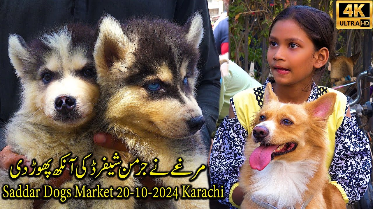 Saddar Dogs Market 20-10-24 Karachi Latest Updates | German Shepherd Dog Husky Dog  Pit Bull Terrier