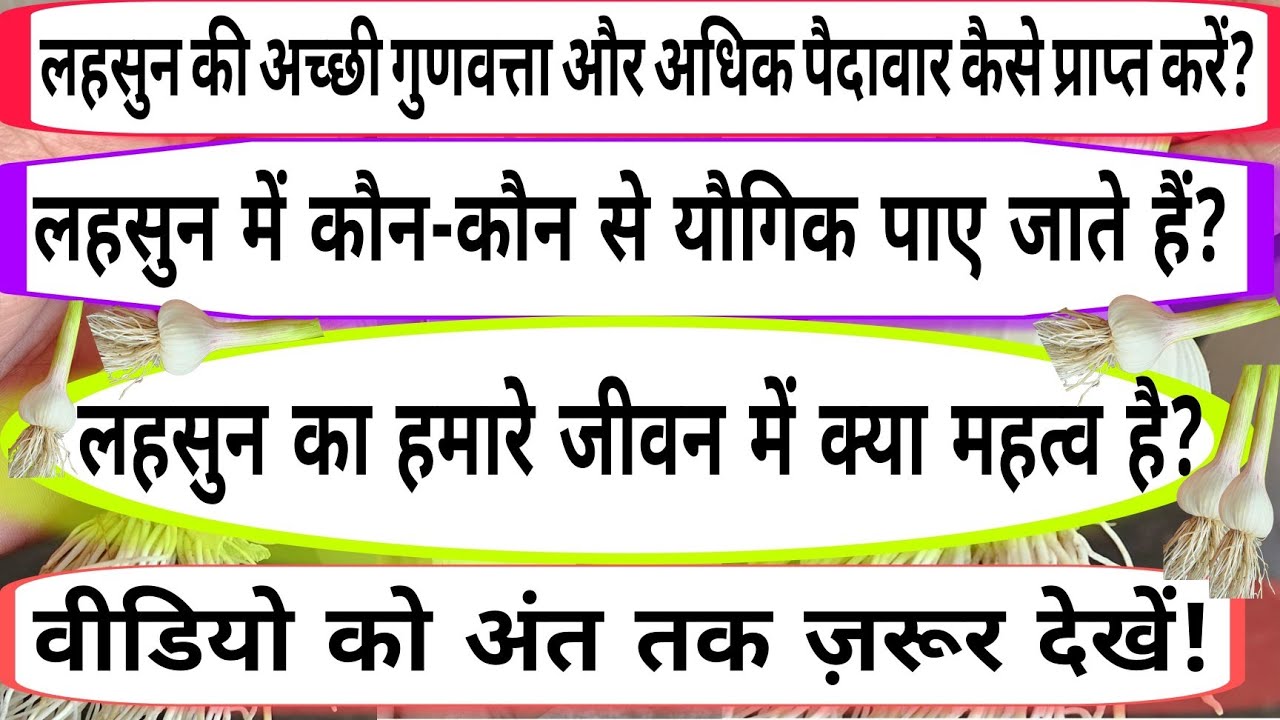 Garlic | Best compound | Best Quality | How to increase production | Crop protection | Benefits |