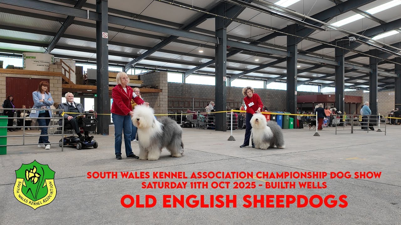 Applejem   South Wales Kennel Association   11102025