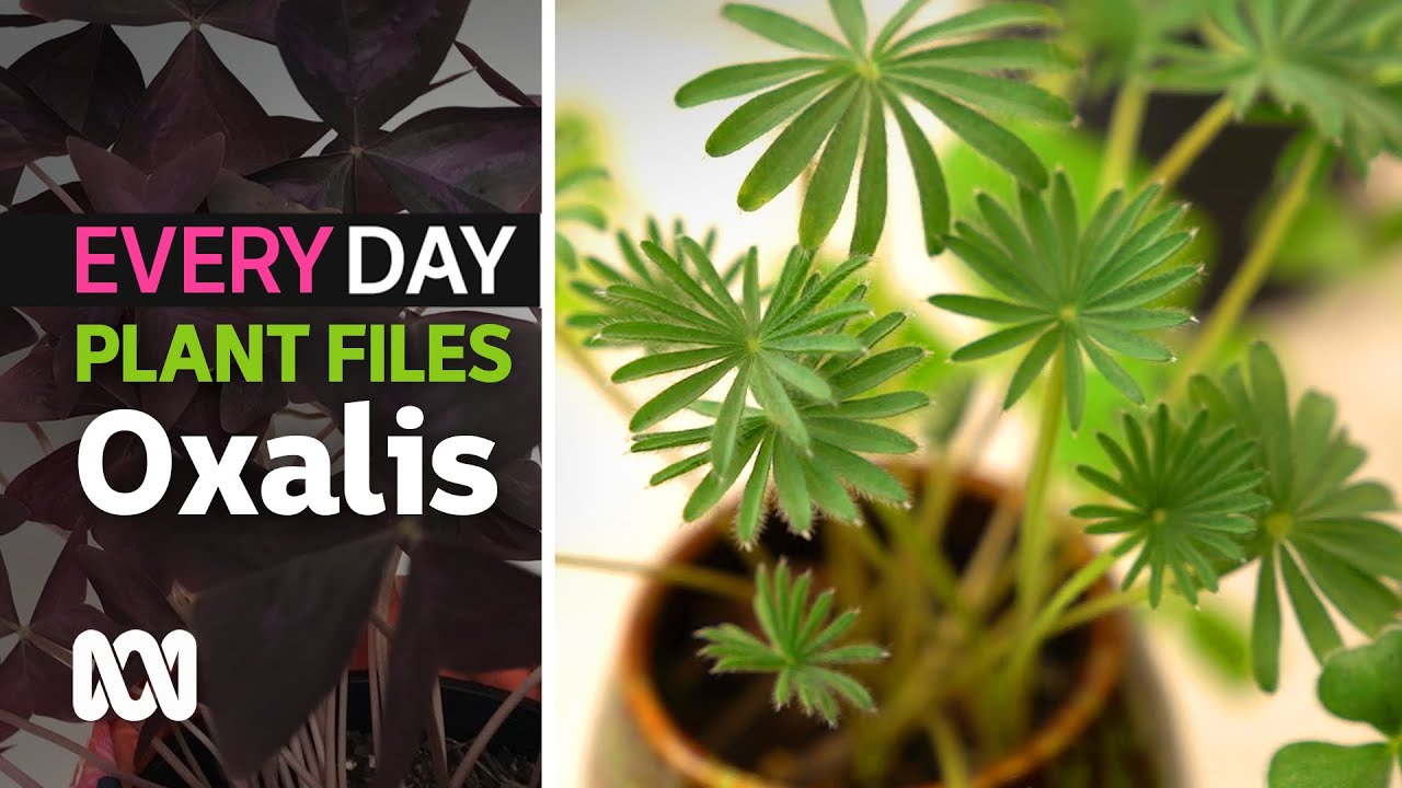 Rare oxalis collection plant tour ☘ | Everyday Gardening | ABC Australia