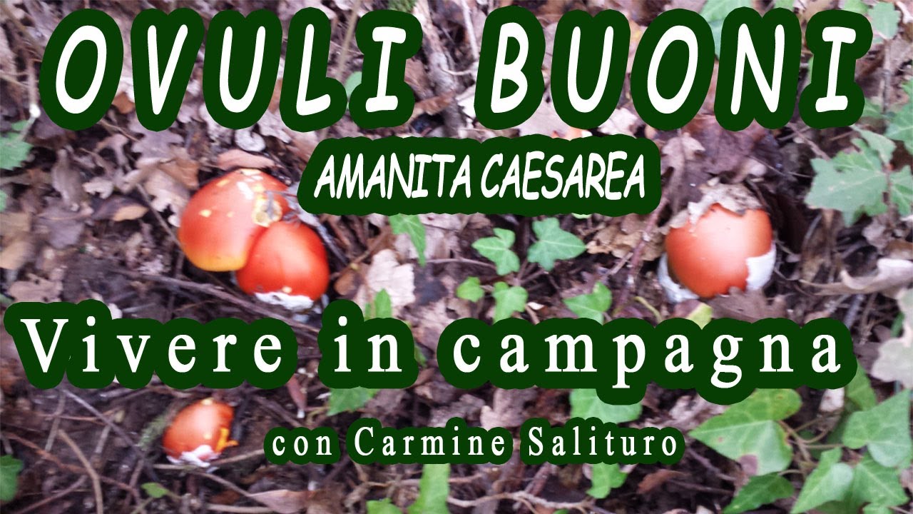 Amanita caesarea - Ovulo buono - Vivere in Campagna con Carmine Salituro