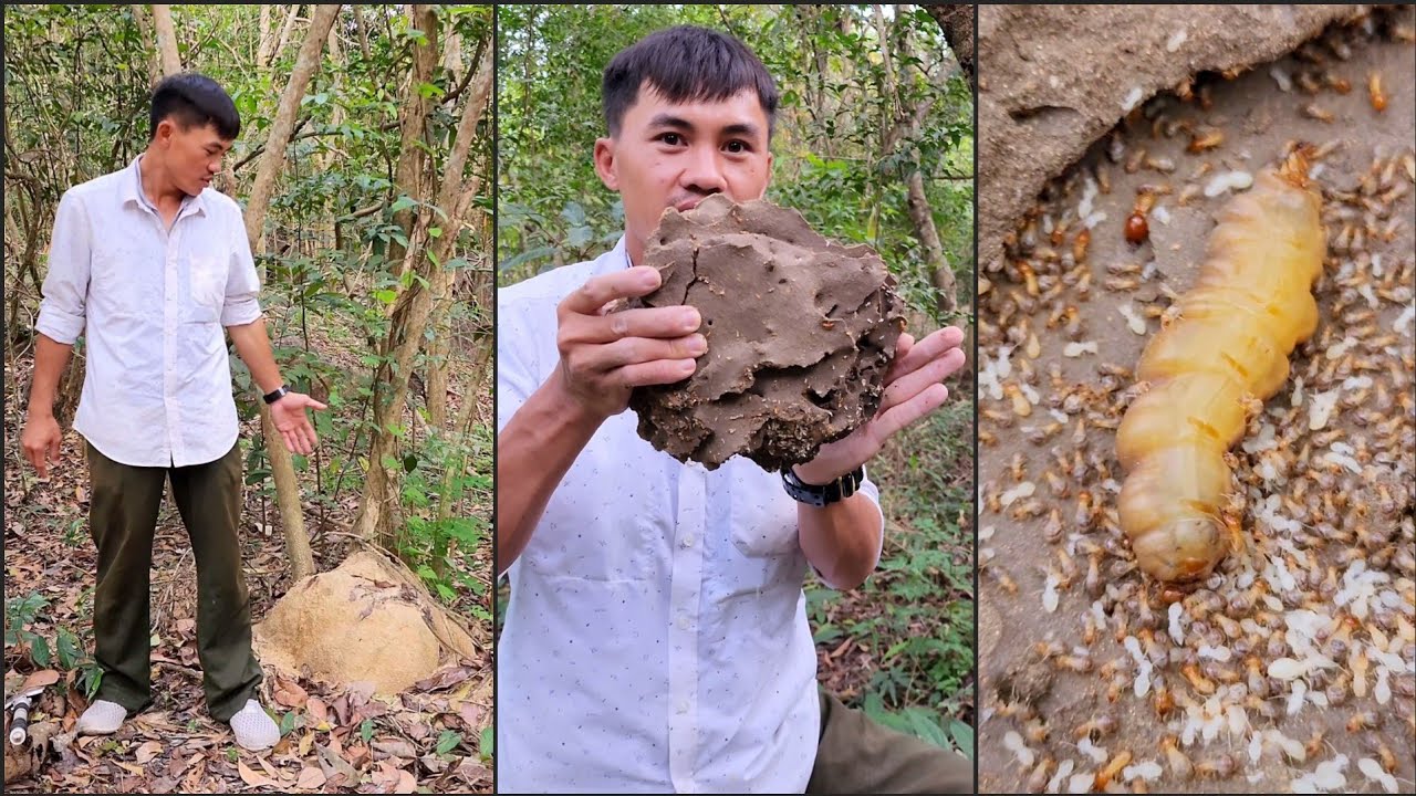 Đi bắt mối ch&uacute;a, cận cảnh mối ch&uacute;a, mối vua, mối thợ v&agrave; mối l&iacute;nh