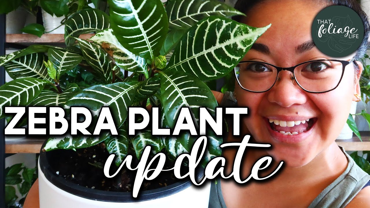 Zebra Plant Propagation Update (Aphelandra Squarrosa)