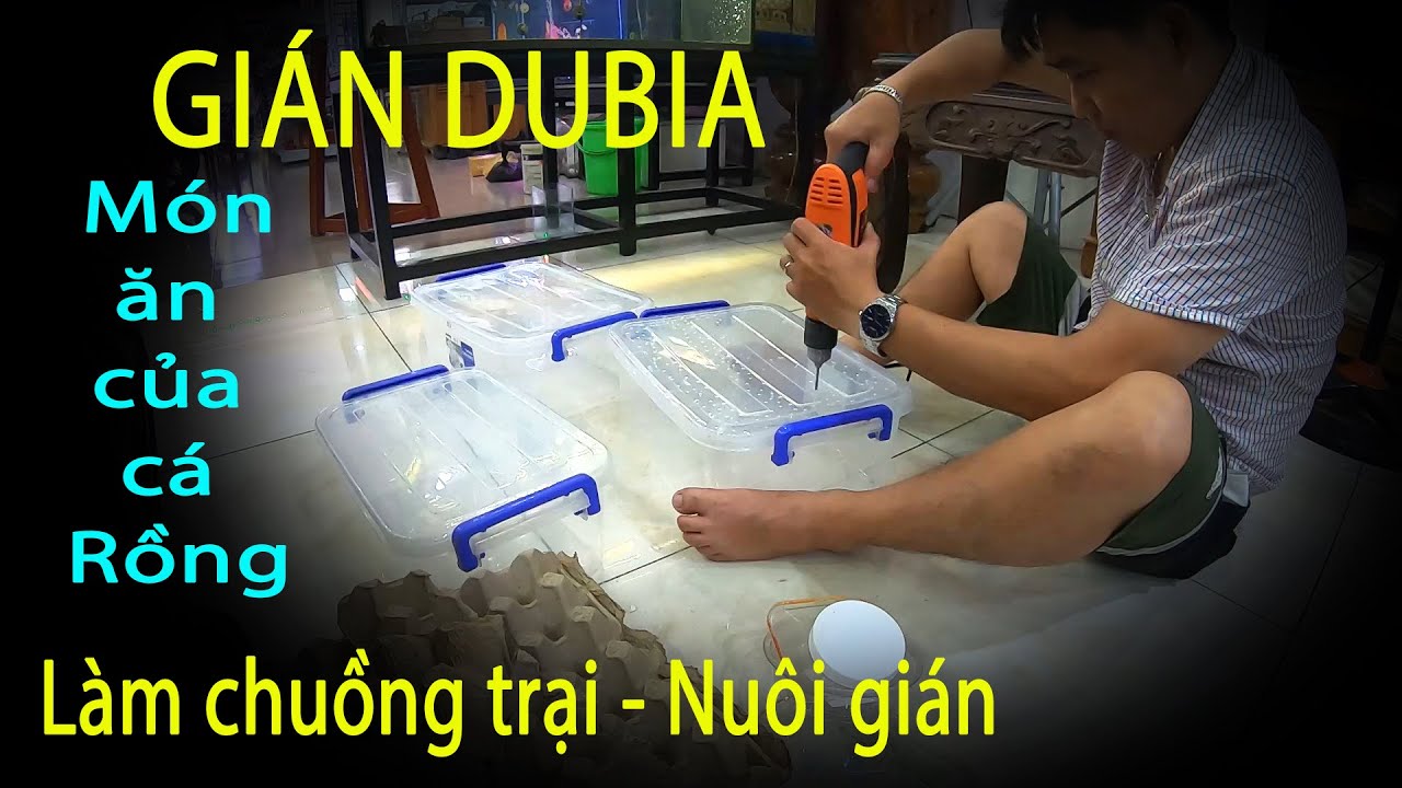 Làm chuồng trại nuôi Gián Dubia - Món ngon cho cá rồng