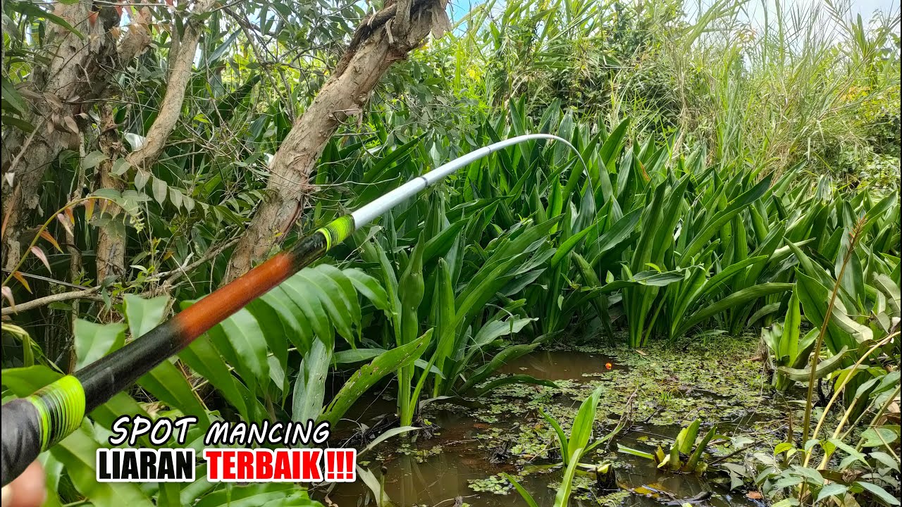 OMG!!!! Siapapun pemancingnya jelas tergoda dengan spot rawa ini #SG-231
