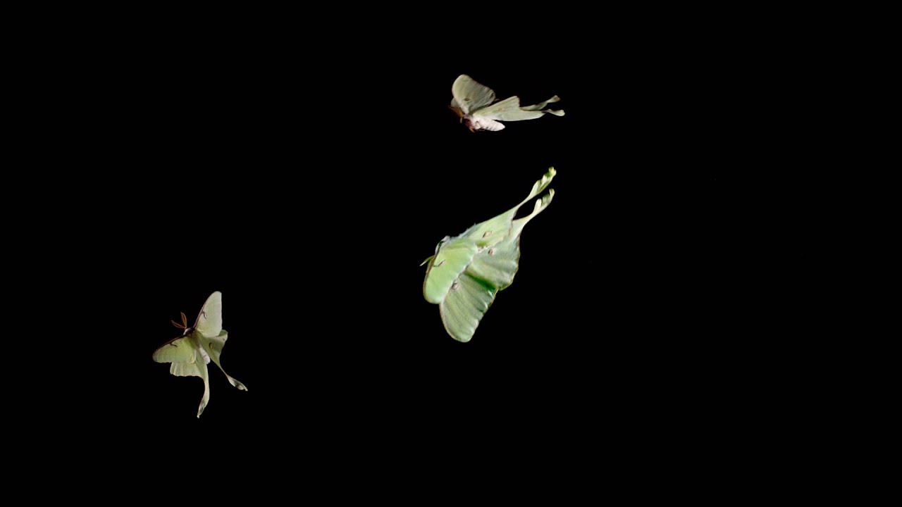 Luna Moth (Actias luna) 1500fps flight
