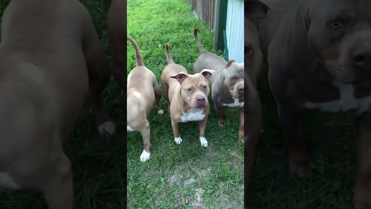 Growing Up Fast‼️ American Bully XL Puppies