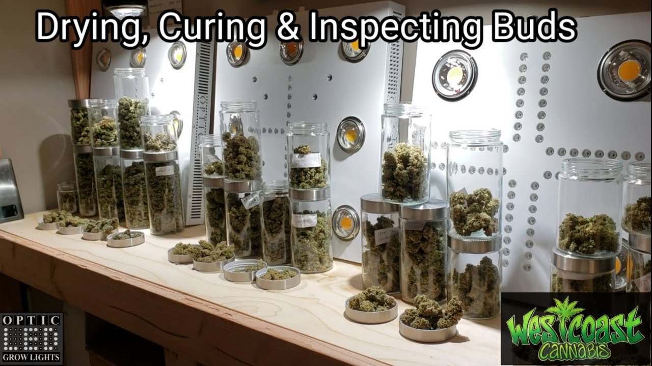 Bud Inspection - Amazing Quality Cannabis - Colorful & Resinous Buds - Drying & Curing