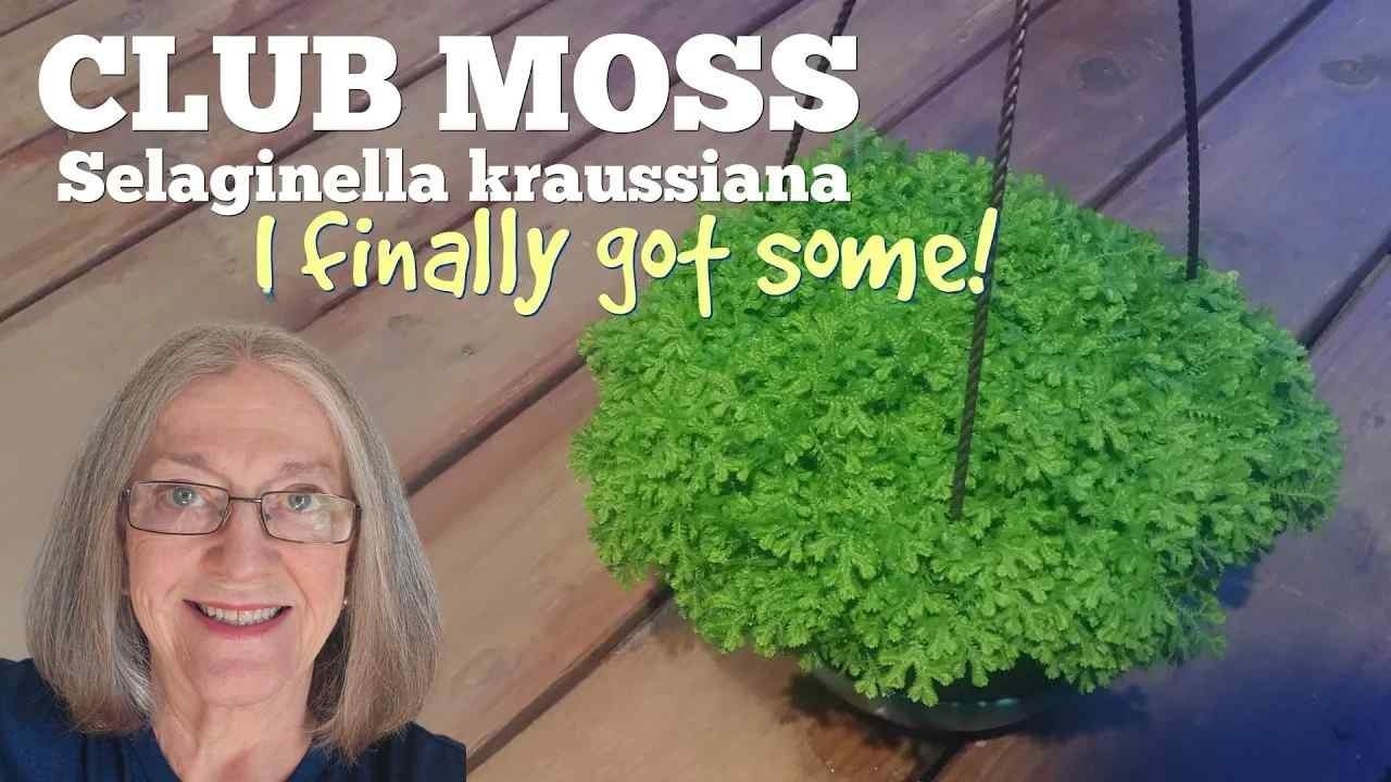 Клубневый мох Selaginella kraussiana — ковёр для моего бутылочного террариума