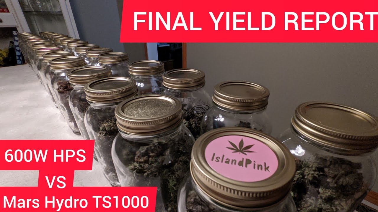 Mars Hydro TS1000 vs 600w HPS - Final Yield Results - Grams Per Watt