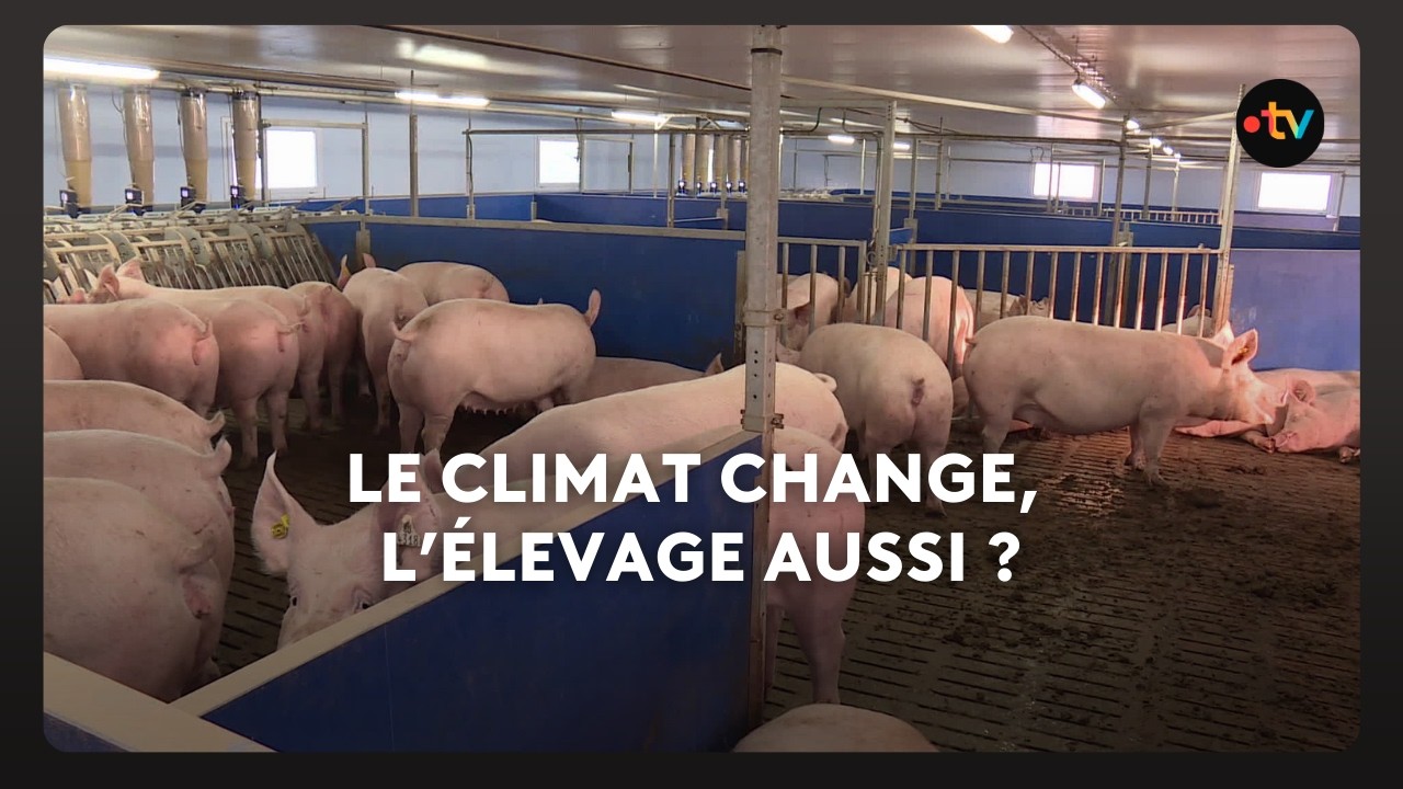 Le climat change mais le mode d'élevage intensif Breton ?