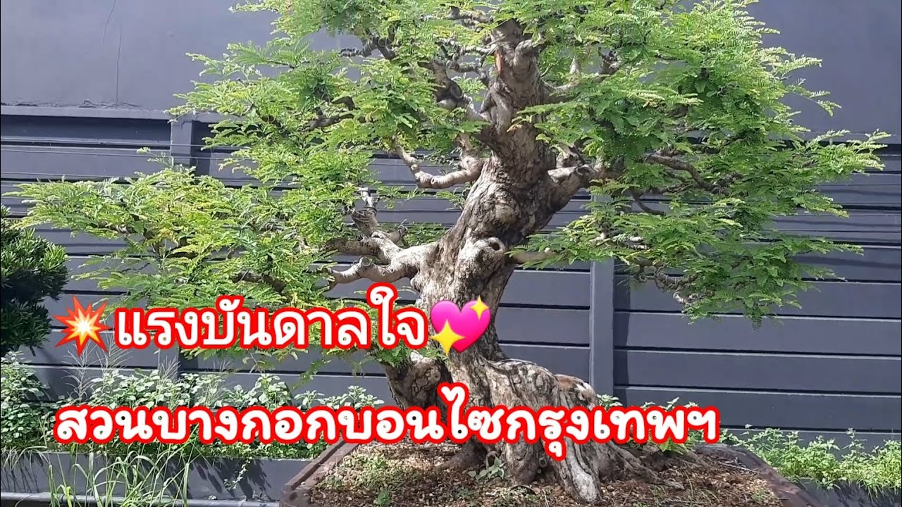 💥🚩 จัดชุดใหญ่อีกรอบสไตล์กันเอง พาชมสวนบางกอกบอนไซ ถนนพุทธบูชา เพื่อสร้างแรงบันดาลใจให้กับ FC ทุกท่าน