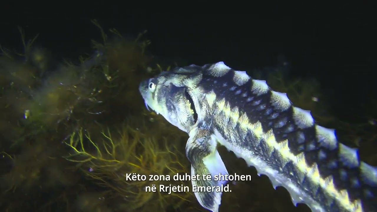 The Western Balkans,home to endangered species found nowhere else.@northgreenassociation