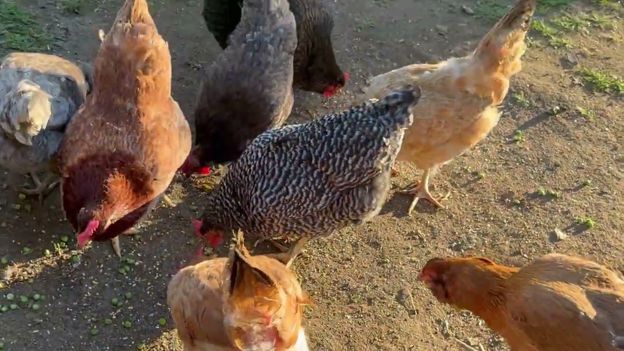 Feeding All The Backyard Animals On A Sunny Afternoon!