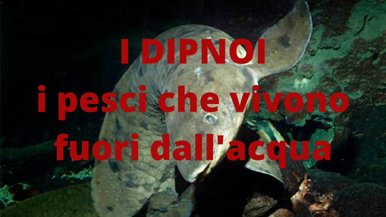 Gli animali più strani del mondo - i pesci polmonati