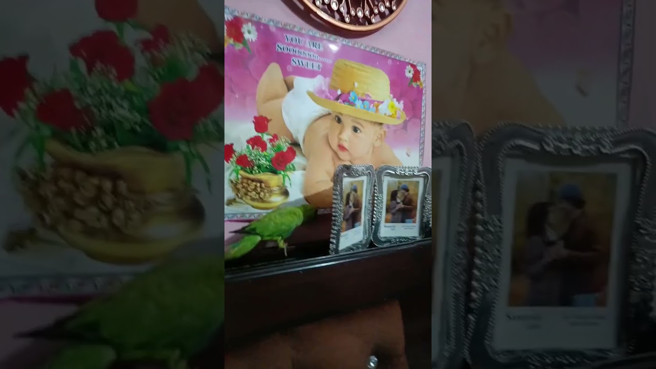 Mera tota ud gaya