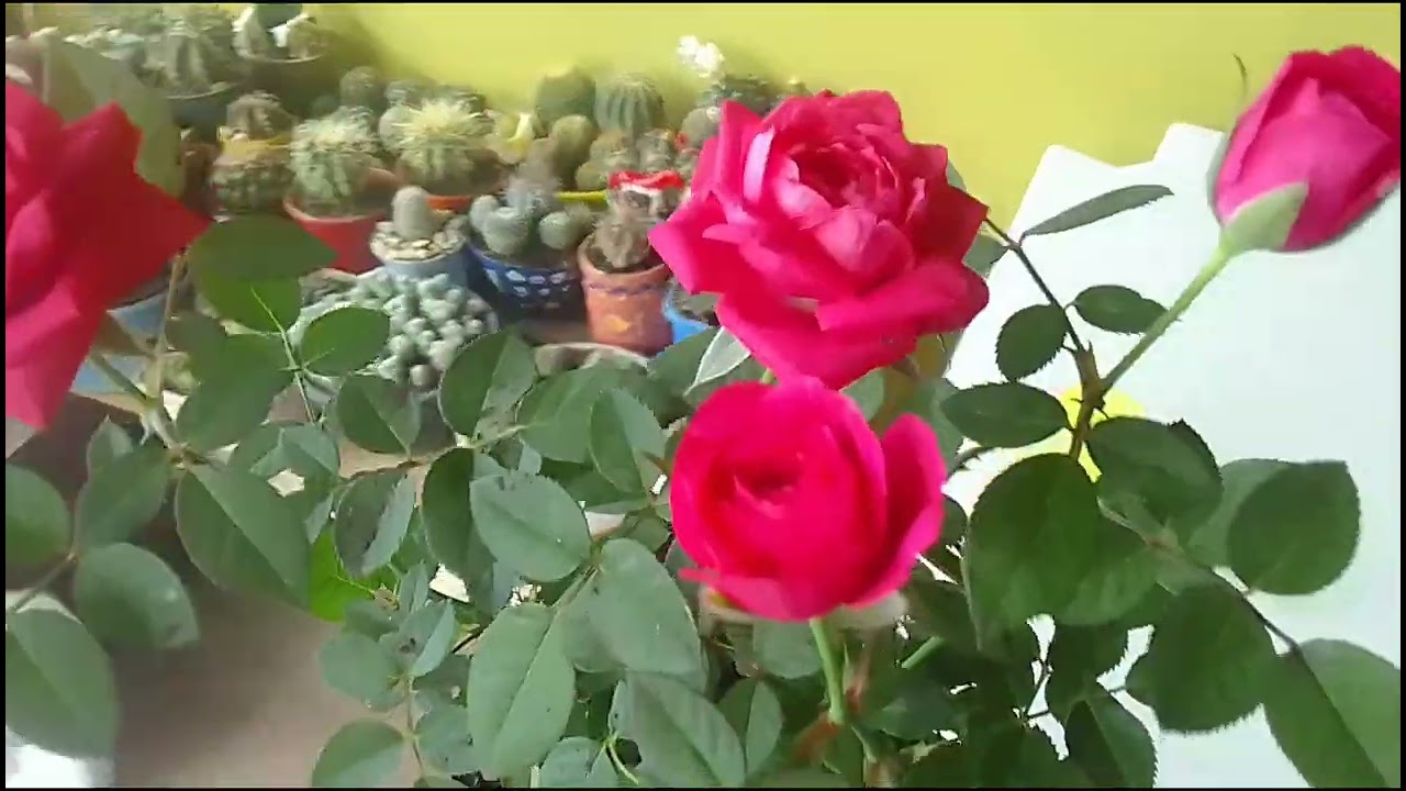 Não aguentei ver