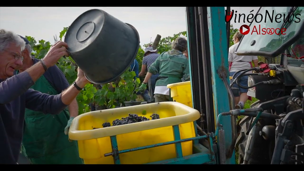 Vendanges 2023 au Domaine Wassler