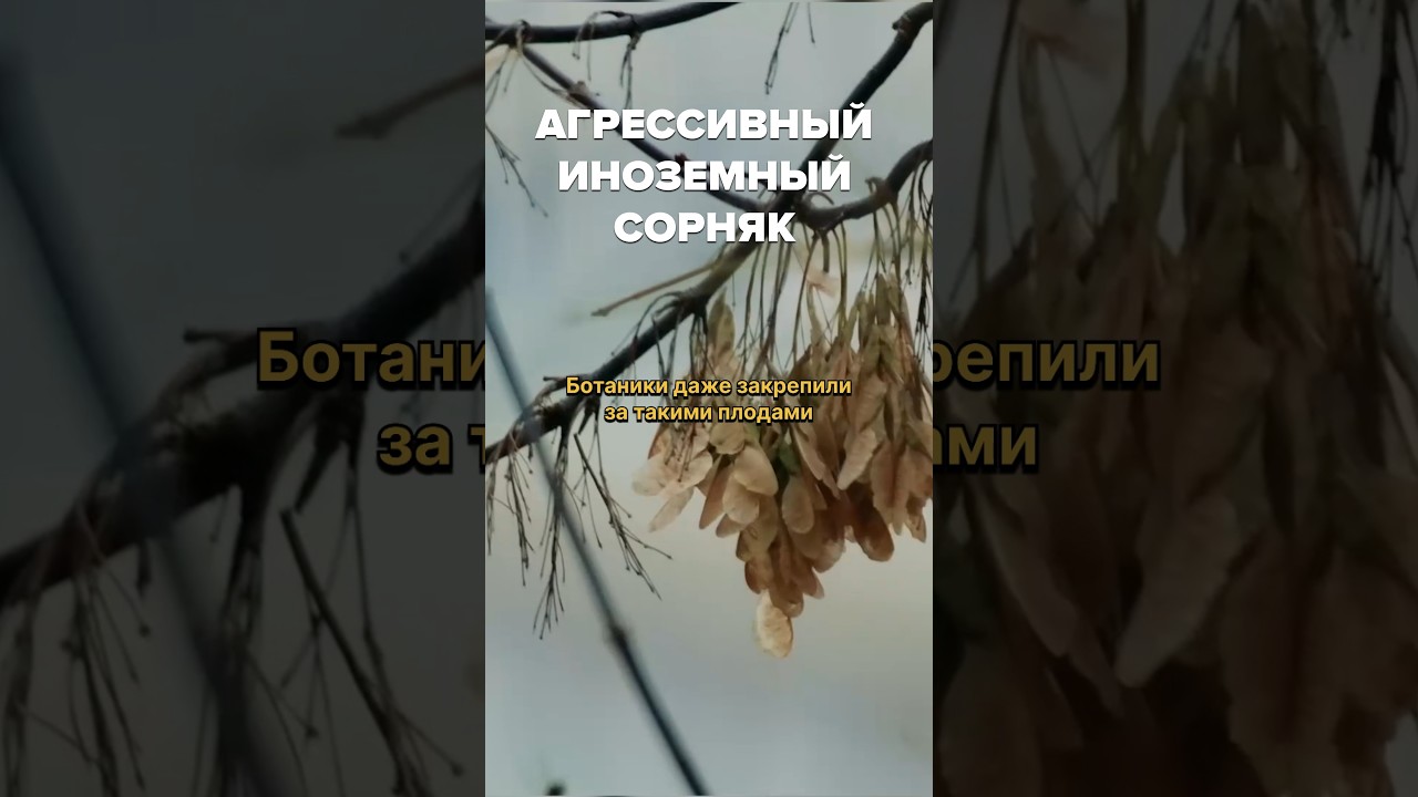 Как путешествуют деревья? 
