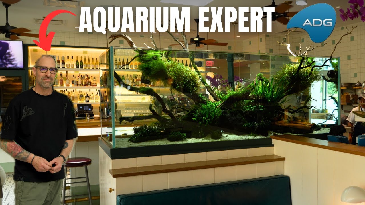 How Aquarium Design Group Maintains TOP LEVEL AQUARIUMS For Big Clients