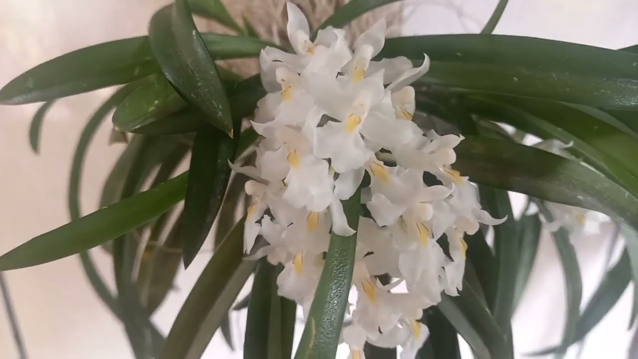 #véu de noiva #orquideas #orquidea #rodrugueziavenusta
