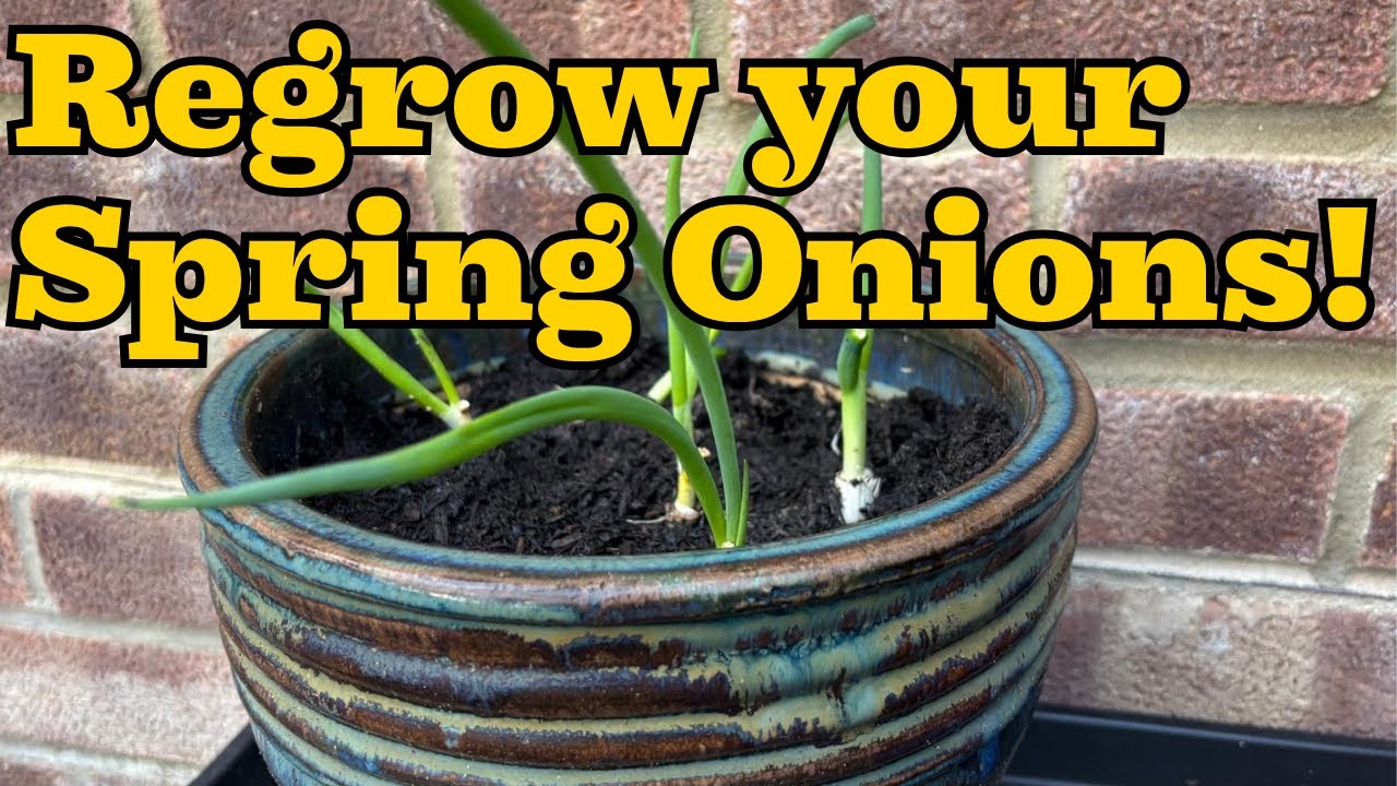 Never buy Spring Onions again!