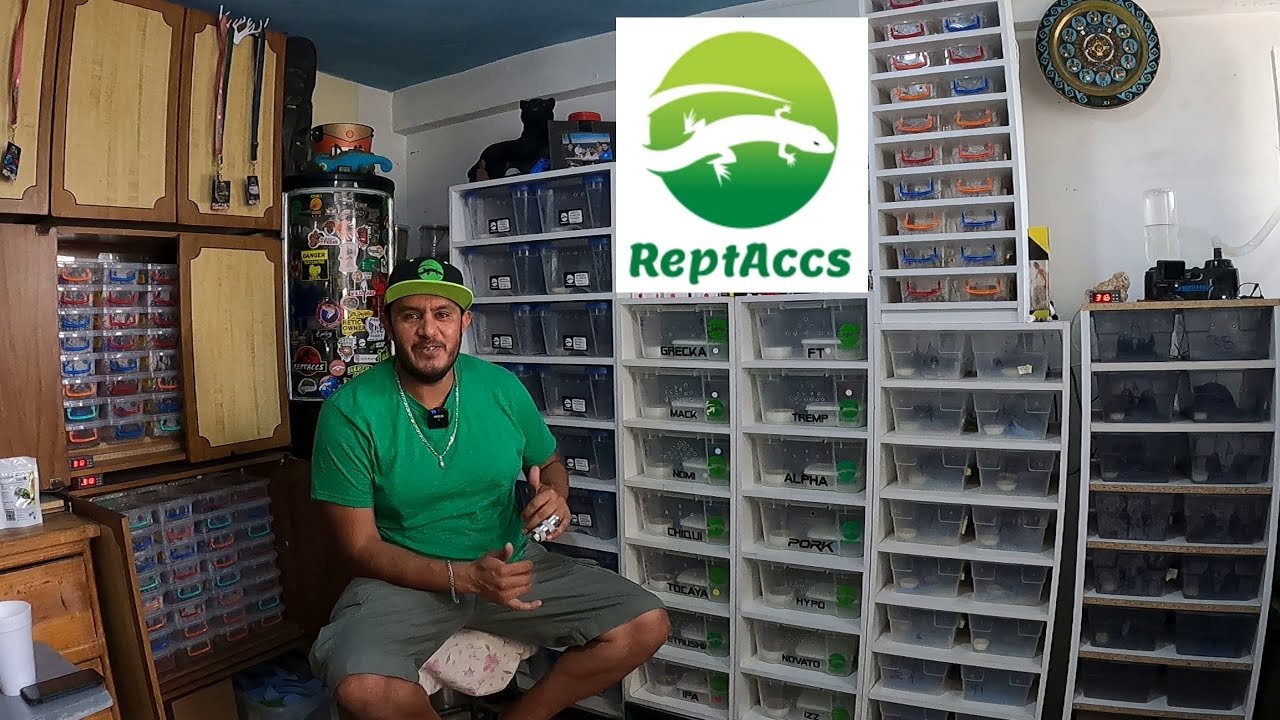 PIMVS de gecko leopardo  ReptAccs
