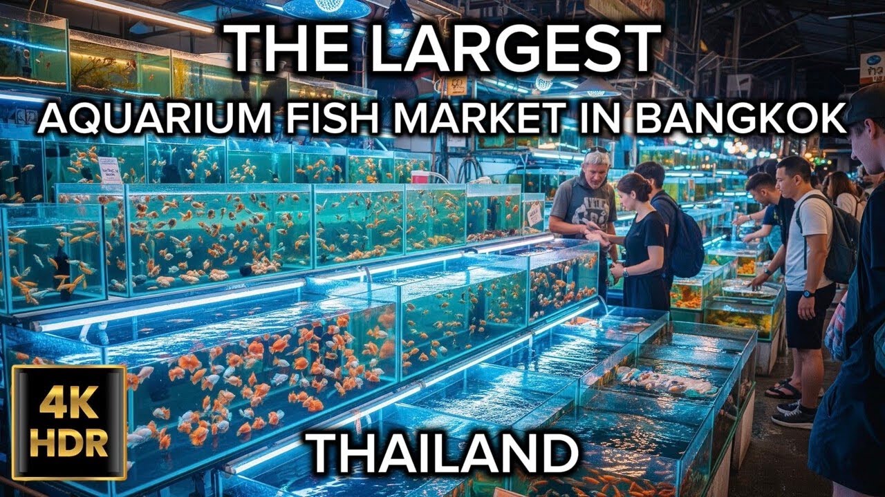 4K HDR 🇹🇭 Asia’s LARGEST Aquarium Fish Market 🐠 | Chatuchak Bangkok