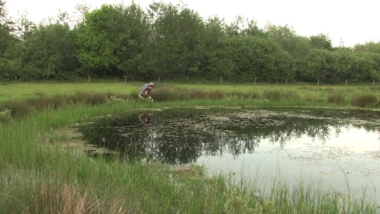Nieuwe kansen voor de boomkikker in Brabant