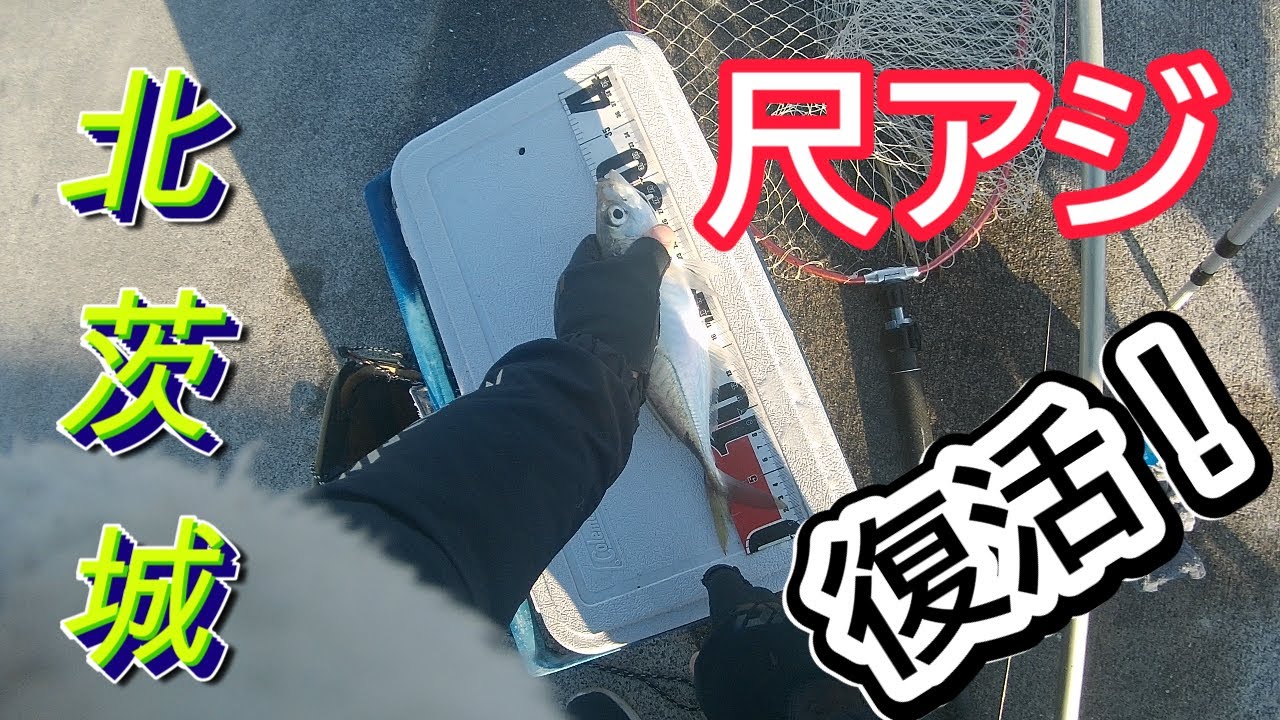 北茨城市・堤防、尺アジ復活！2025.12.27~28サビキ釣り、泳がせ釣り。アジ、イワシ、コノシロ。