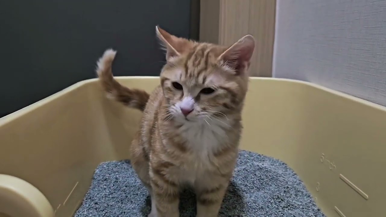 화장실에 미친 고양이 | 똥 좋아할 나이 ^^