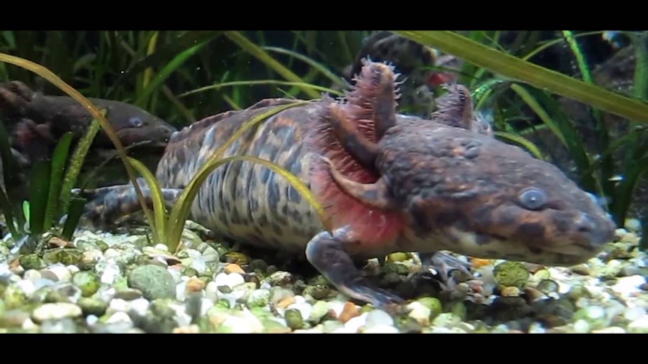 Anderson's Salamander Melcic Bio Film
