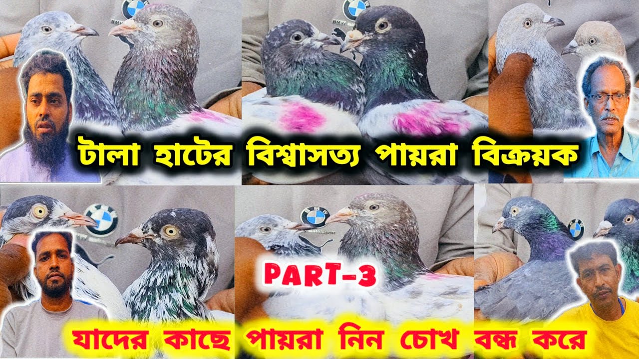 টালা হাটের বিশ্বাসত্য কবুতর বিক্রয়।PART-3।হাটের পায়রা থেকে ঠকার দিন শেষ।@pigeonsloverrj9600