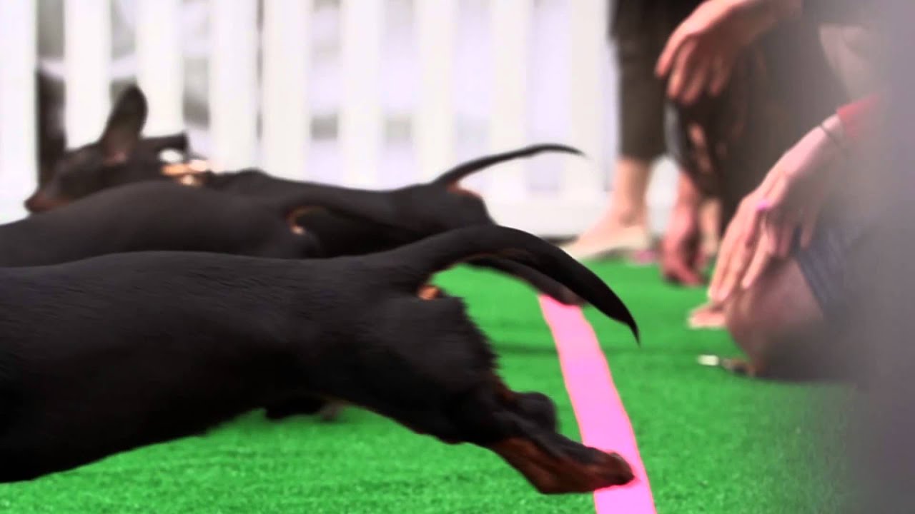 Wiener Dogs Race in Super Slow Motion