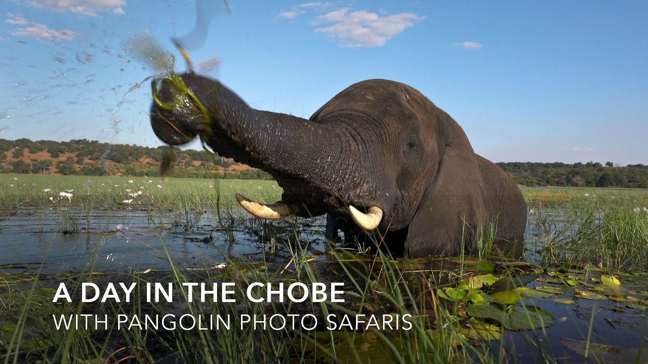 A Day in The Chobe National Park with Pangolin Photo Safaris