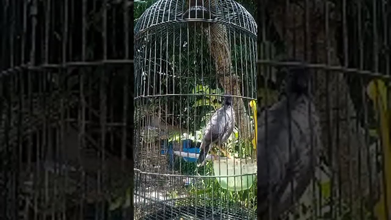 Pikat suara jalak kebo