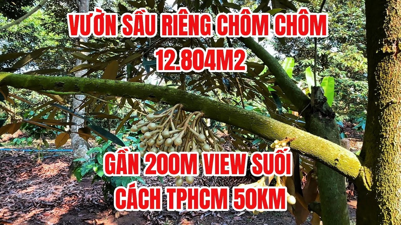 Vườn sầu riêng chôm chôm 12800m2 view suối đẹp cách Tphcm 50km #đất_đồng_nai 