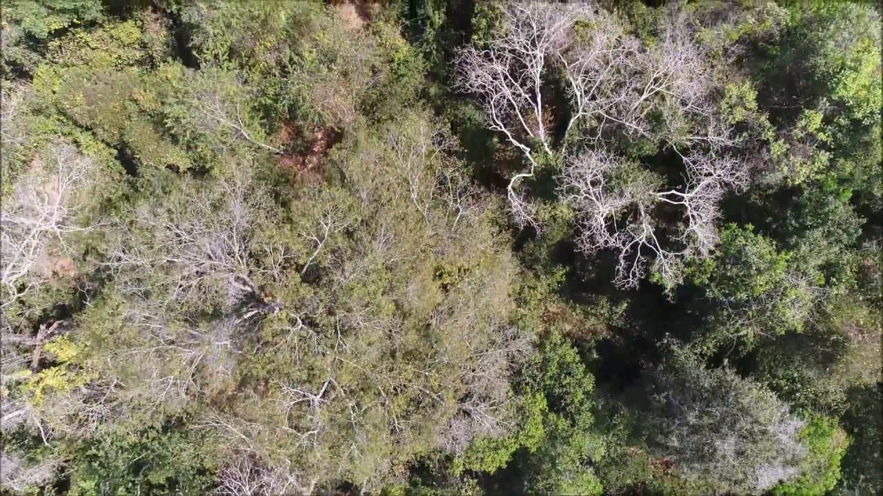 Vôo de drone sobre floresta tropical brasileira - Drone flight over Brazilian rainforest