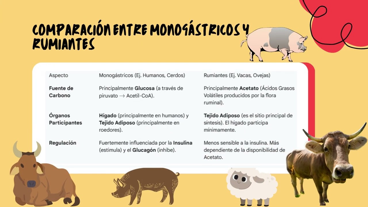 Anabolismo de lípidos en monogástricos y rumiantes 