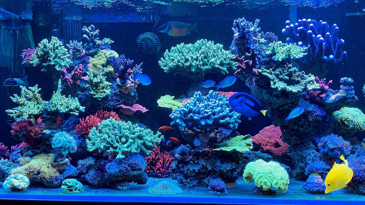 Dlaczego wybrałem prowadzenie akwarium morskiego bez sumpa? Why I chose my reef tank without sump?