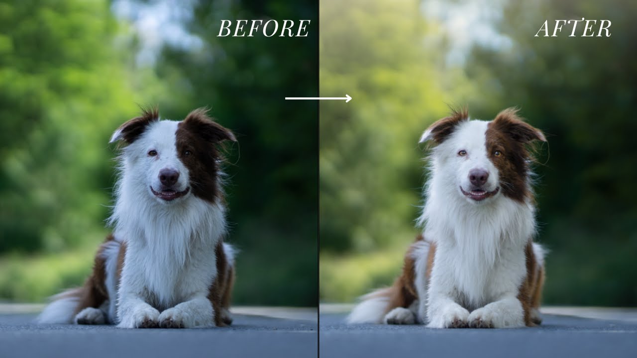 Bild bearbeiten in Lightroom und Photoshop // Hundefoto Schritt für Schritt bearbeiten