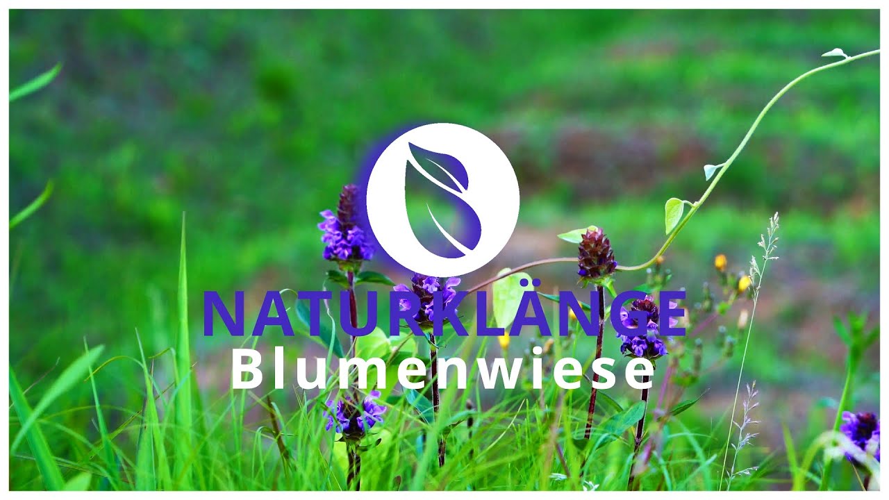 Blumenwiese | Wald und Wiesen geräusche zum entspannen | Naturklänge