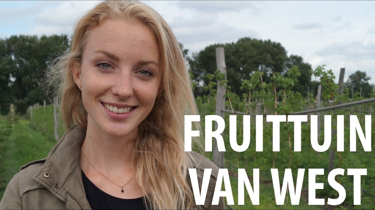 Picking Fruit @ Fruittuin van West Amsterdam