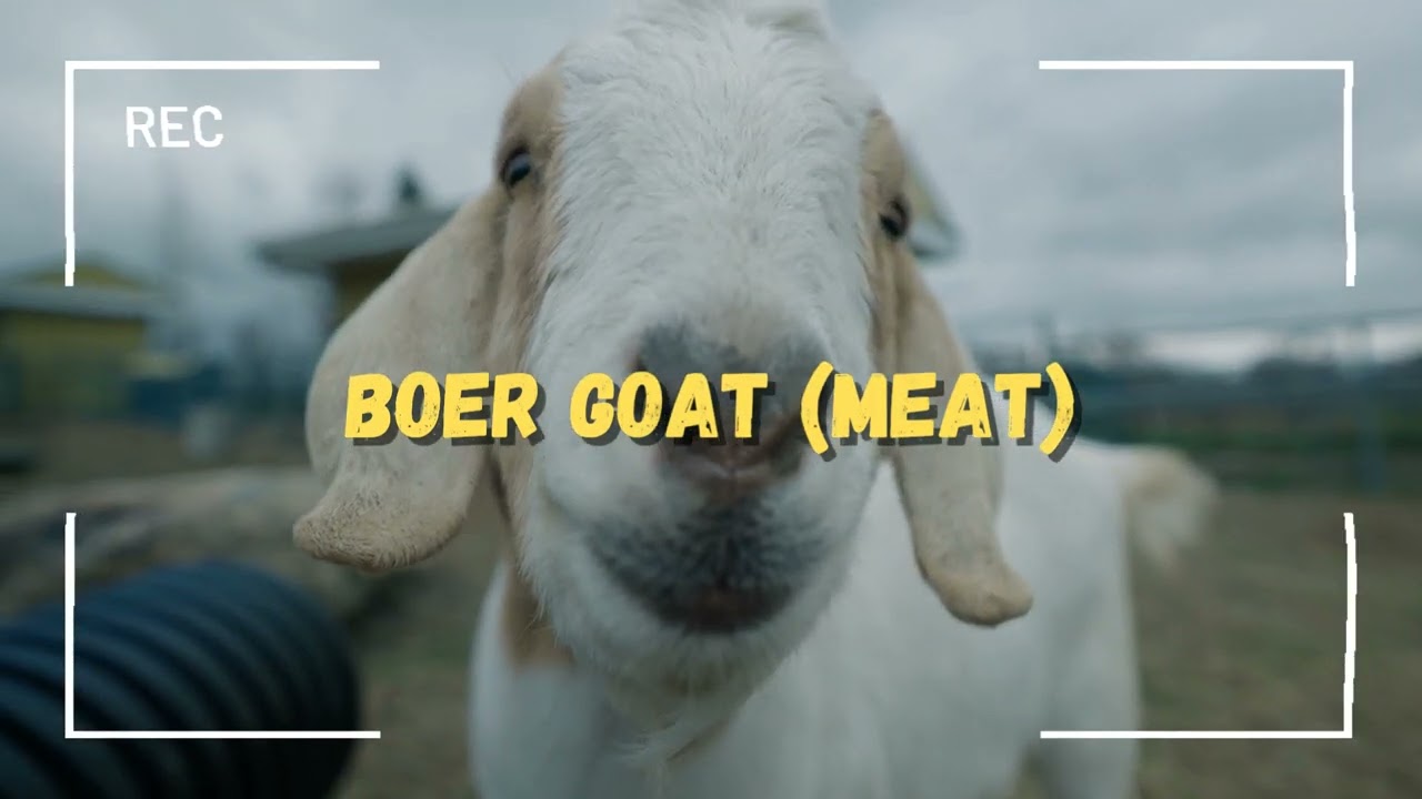 The dairy goats Guide to nigerian dwarf goatnigerian dwarf goat: Dairy, Meat, & Rare Fiber Giants 🐐🌾